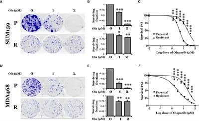 Proteomic Analysis Identifies p62/SQSTM1 as a Critical Player in PARP Inhibitor Resistance